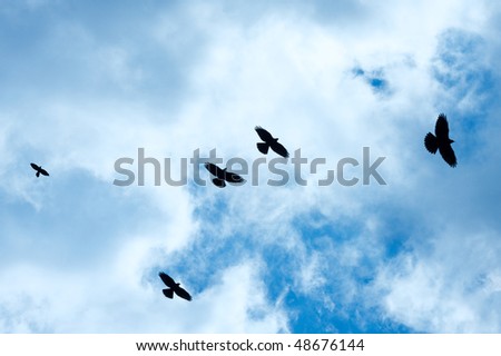 Crows flying against cloudy blue sky