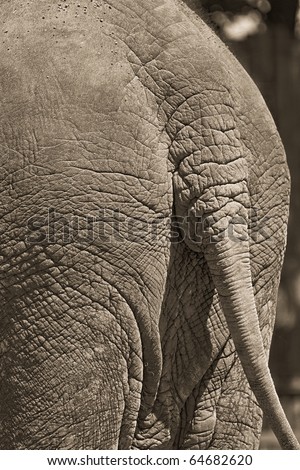 Back side of an african elephant, textured skin