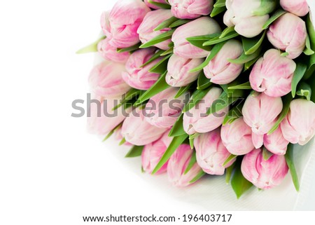 Bunch of pink tulips on white background