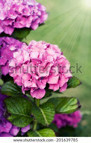 Bunch of beautiful hydrangea flowers, toned, with rays of light
