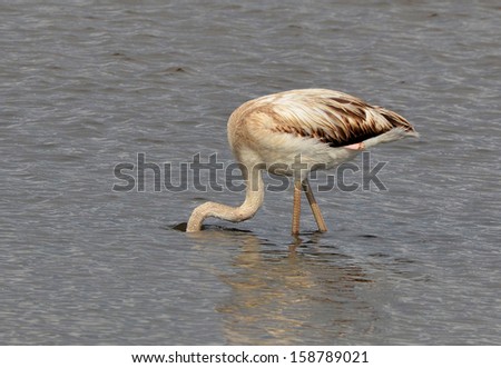 young flamingo feeding in the lake hiding face under water