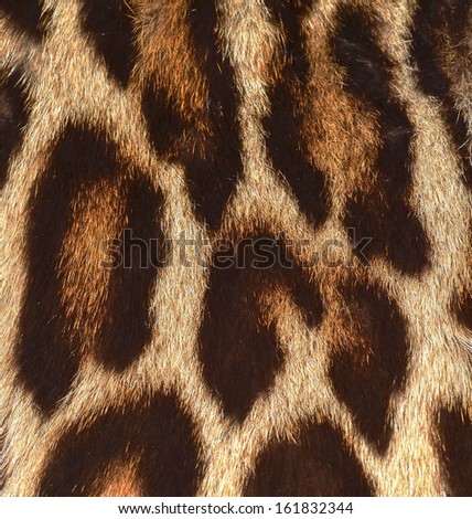 leopard skin detail