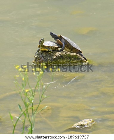 water turtles couple on the rock