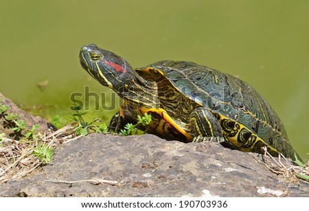 water turtle closeup