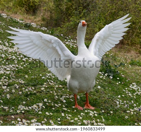 Image, Stock Photo a white goose flaps its wings