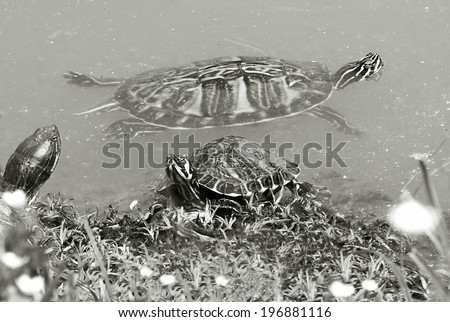 water turtle