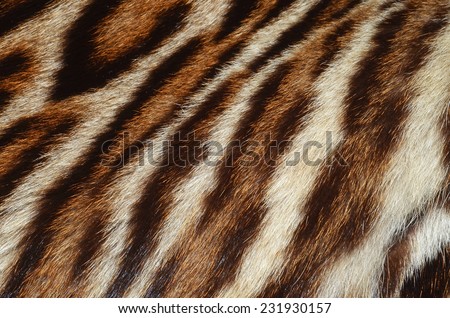 tiger stripes