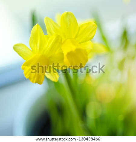Spring Daffodils on a windowsill.