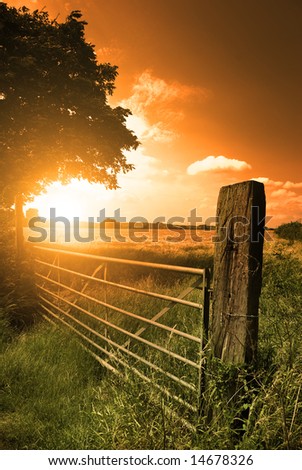 A farm fence leading into a corn field.