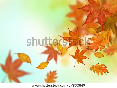 Autumn leaves in golden ambers and reds falling to the ground.