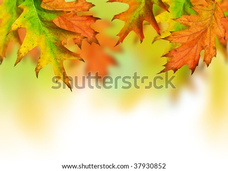 Seasonal autumn leaves with room for copy text.