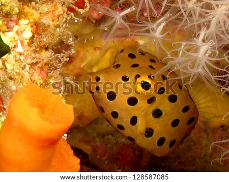Yellow box fish or puffer fish