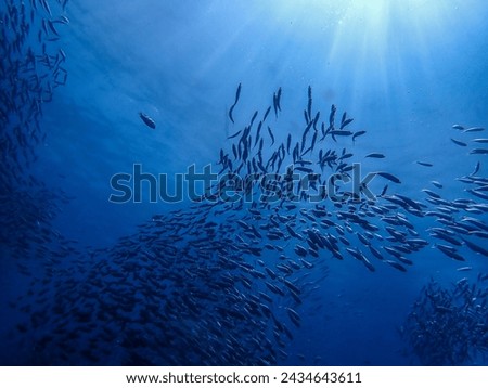 Image, Stock Photo Shoal of beautiful fishes in azure water