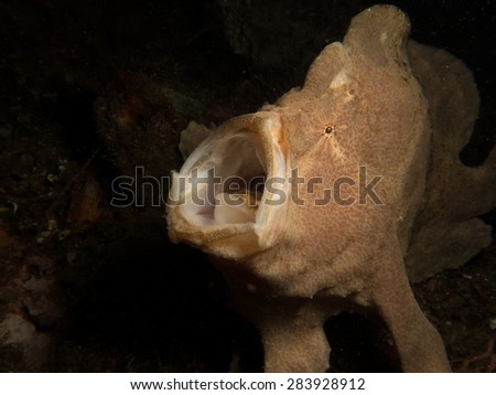 Frog fish with open mouth