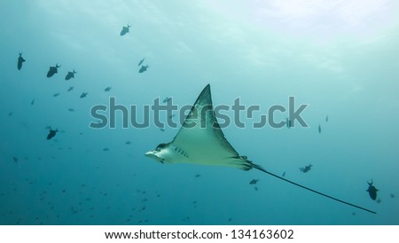 panorama of spotted eagle ray on blue background