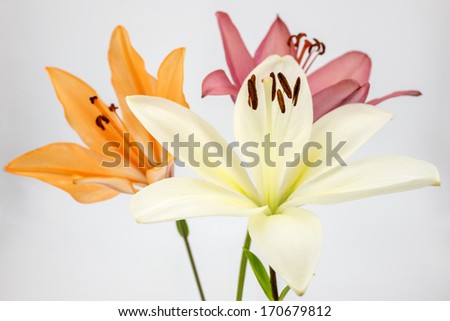 White lily flower in front of two colors lily flowers on gray background