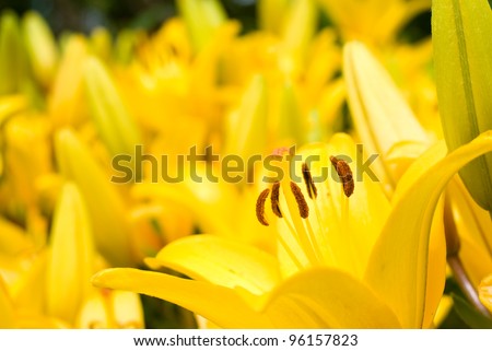 Yellow asiatic lily to bloom all over in flower garden