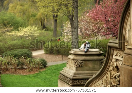 2 Love Birds in a Beautiful Park - Central Park, New York, USA