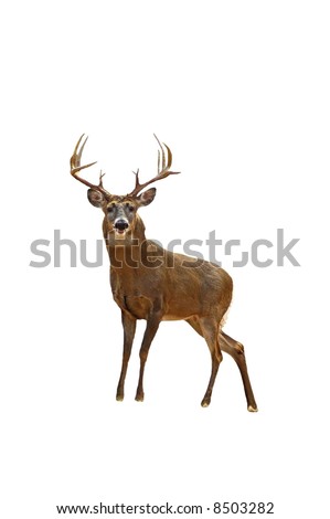 A Isolated Picture Of A Twelve Point Buck Deer Taken In A Forest In ...