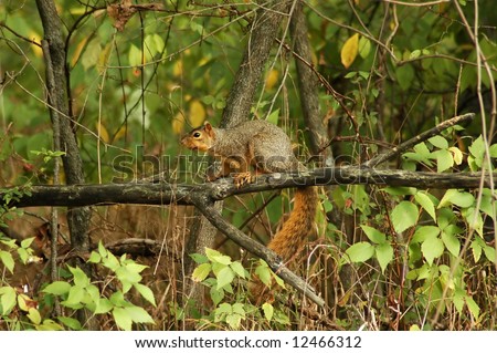 A picture of a red tailed squirrel on a tree branch