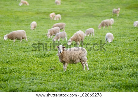 Flock of sheep grazing in a grassy paddock/field, with one sheep staring at the camera. Taken in rural Australia.