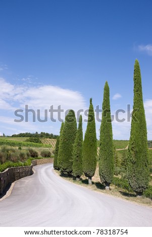Road with cypress trees on the side of the road on a background of blue sky and hills of Tuscany