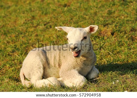 Cute Baby Lamb Lying On Grass Bleating Ez Canvas