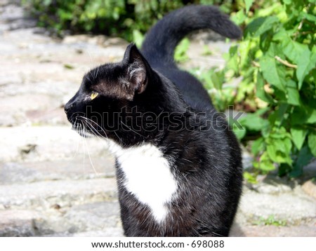 Black & White Cat face in profile