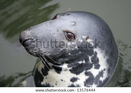 Close-up of a cute sea lion swimming in the North Sea