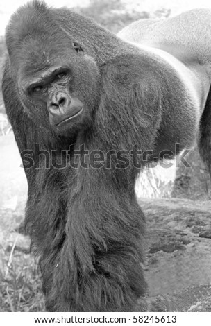 Black and white half profile of a Gorilla
