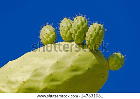 Foot shaped prickly pears leaf with fruits