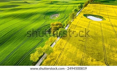 Rape field in the backlight
