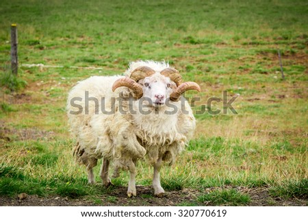 Old sheep in a meadow, Iceland