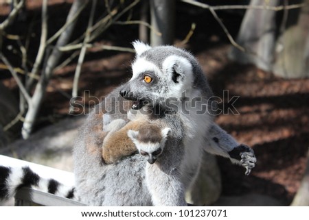 Family of ring tailed Lemur and baby in Stockholm zoo, Skansen park, Sweden