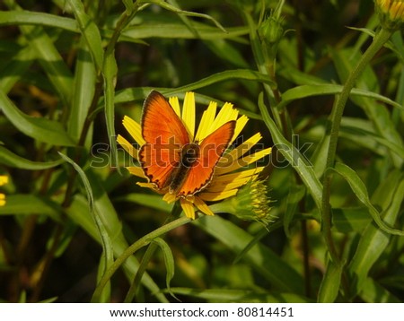 Large copper butterfly Lycaena dispar and yellow flower, Vercors mountain massif, France