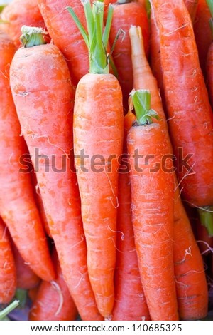 carrot harvest at the farm field
