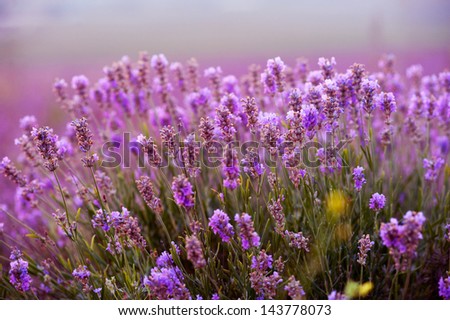 Lavender Field in the summer on sunset