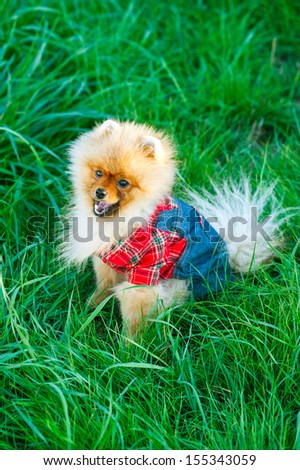 German Spitz dog on green grass, dog clothes