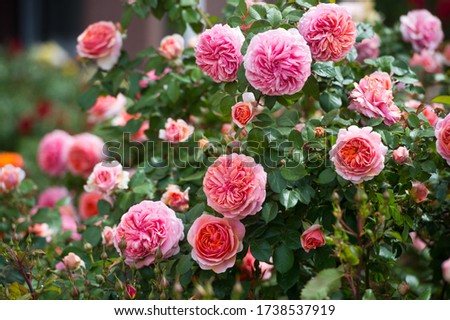 Similar – Image, Stock Photo A nostalgic hybrid of Chippendale tea rose. A beautiful bud of yellow-pink roses in the summer garden. Rose garden.