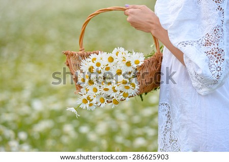 Daisy flowers in basket in woman hands. Woman hands holding the handmade basket with chamomile.