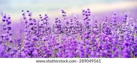Similar – Image, Stock Photo Purple Lavender Field Closeup