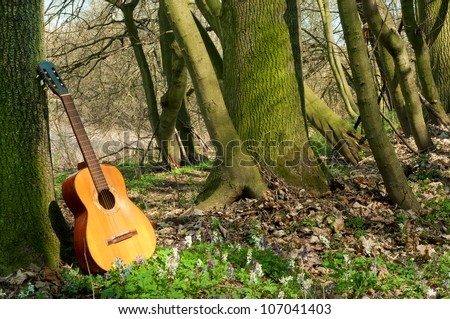 acoustic guitar propped against a tree in the leafy woods