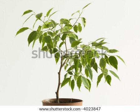 ficus tree