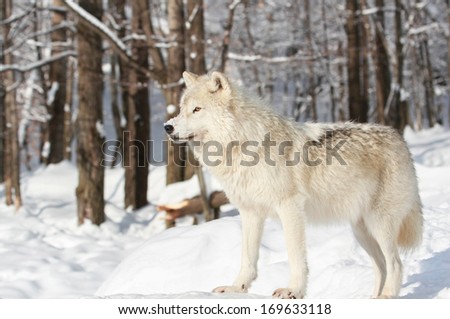 white wolf in winter