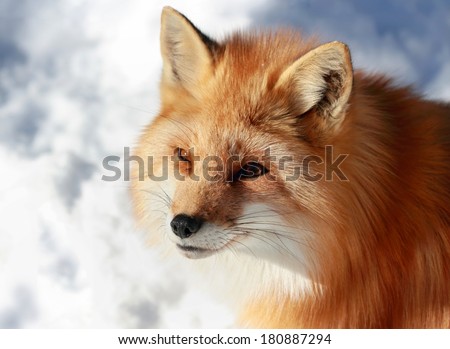 face of fox