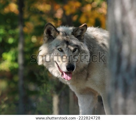 Wolf Behind A Tree Stock Photo 222824728 : Shutterstock