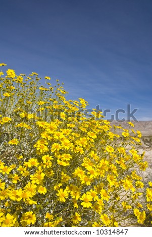 Desert Cassia Wild flowers. Anza-Borrego Desert state park. California