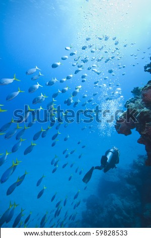 diving on the great barrier reef in Queensland Australia