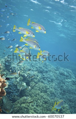 Diagonal Banded sweetlips school of fish. Great barrier reef. Australia