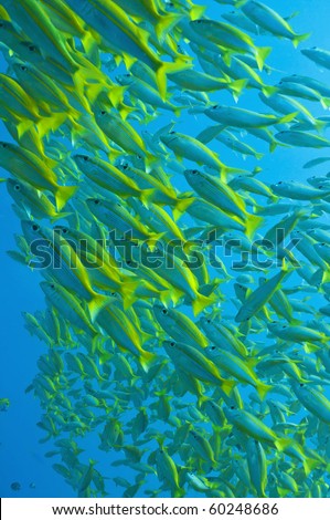 schooling yellow-stripped goatfish, Great barrier reef, Queenslaand, Australia